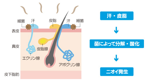 汗腺図…ニオイの発生まで